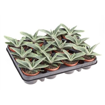 Гастерия Little Warty d8.5 см h12.5 см