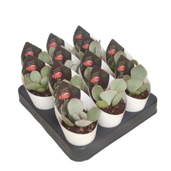 Котиледон суккулент Orbiculata d6.5 см h8 см