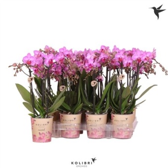 Фаленопсис Little Kolibri 3st Violet 40+ d9 см h40 см
