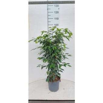 Фикус Бенджамина Даниэль d21 см h90 см