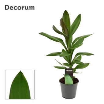 Кордилина Глаука d12 см h40 см (decorum)