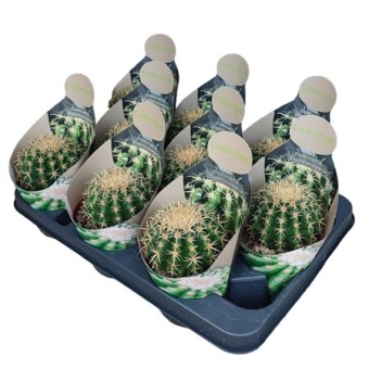 Эхинокактус Грузони Brevispinus мини d10.5 см h12.5 см