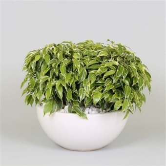 Фикус Бенджамина Кинки d25 см