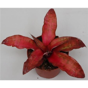 Криптантус Strawberry Flambee d9 см h15 см