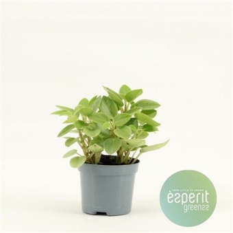 Пеперомия Pixie Variegated Lime d8.5 см h15 см