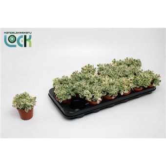 Котиледон суккулент вариегатный d8.5 см h15 см