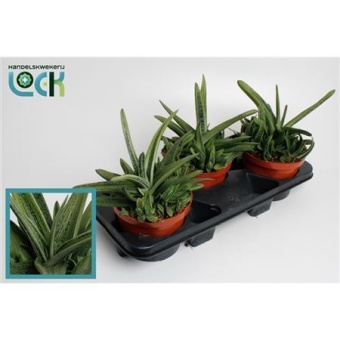 Гастерия Little Warty d17 см h30 см