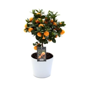 Цитрус Каламондин In Ceramic White Roma d16 см h45 см