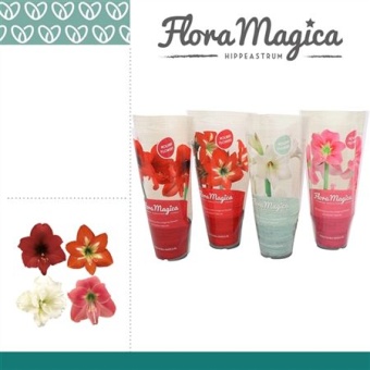 Гиппеаструм Kolibri Mix Flora Magica d9 см h20 см
