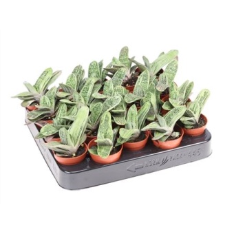 Гастерия Little Warty d5.5 см h10 см