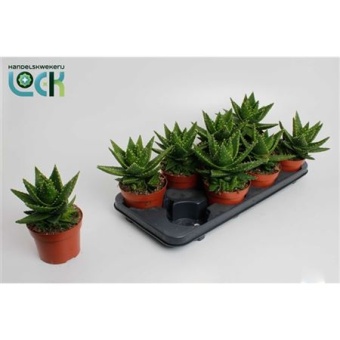 Алоэ Митриформис d12 см h20 см