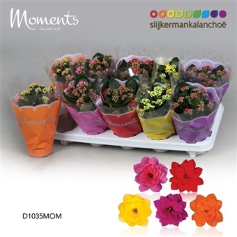 Каланхоэ Calandiva Moments микс d10.5 см h23 см
