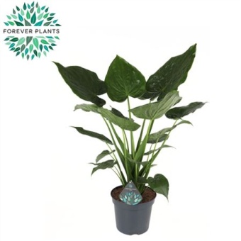 Алоказия Кукулатта "Cucullata" d35 см h110 см