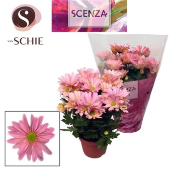 Хризантема Маргарита розовая (scenza) d13 см h25 см