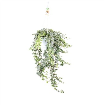Хедера хеликс White Wonder d24 см h100 см