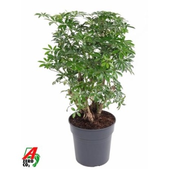 Шеффлера Лусеана d24 см h90 см