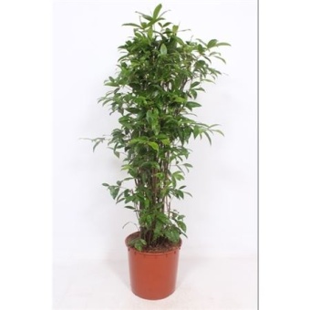 Драцена Суркулоза куст d34 см h150 см