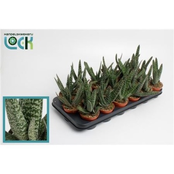 Гастерия Limifolia d8.5 см h15 см