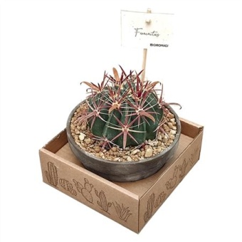 Ферокактус Latispinus d15 см h15 см