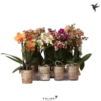 Фаленопсис Little Kolibri 3st Mix 40+ d9 см h40 см