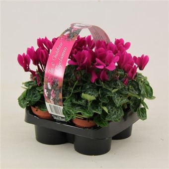 Цикламен Верано Violet 4-pack d9 см h12.5 см