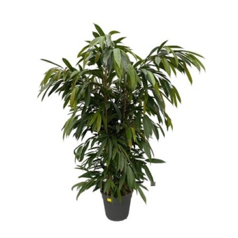 Фикус Биннендийка Амстел Кинг d35 см h150 см