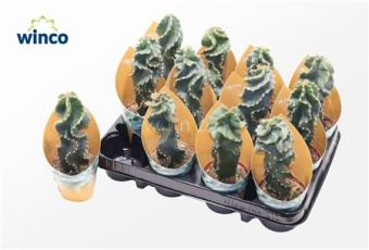 Кактус Цереус Перувианус d8.5 см h20 см