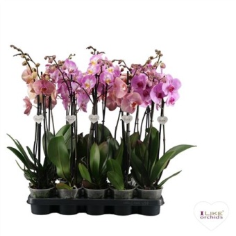 Фаленопсис 2 ствола Pink 16+ ( Levo ) d12 см h65 см