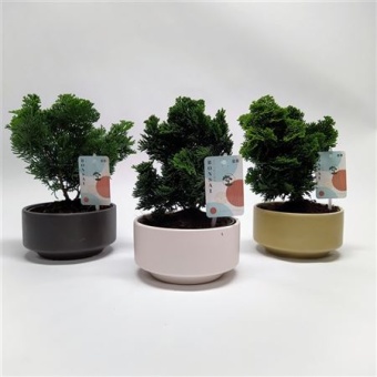 Бонсай кипарисовик d15 см h22.5 см