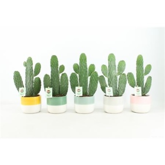 Опунция Rubescens Consolea d13 см h35 см тип 6