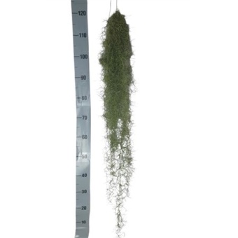 Тилландсия Usneoides Green d15 см h110 см