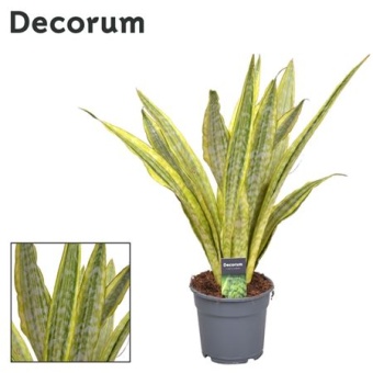 Сансевиерия Aubrytniana Lauren (decorum) d17 см h70 см