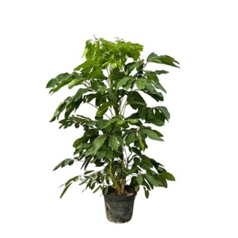 Шеффлера Амате d40 см h220 см