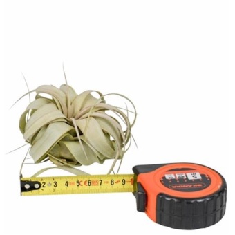 Тилландсия Xerographica X15 d9 см h9 см