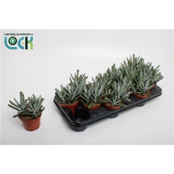 Котиледон суккулент Octopus d10.5 см h15 см