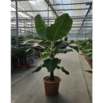 Банан Dwarf Cavendish d55 см h260 см
