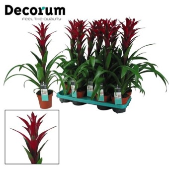 Гузмания Switch (decorum) d13 см h60 см