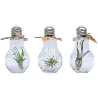 Тилландсия Lamp Terrarium Small d5 см h15 см