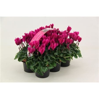 Цикламен Верано Violet 6-pack d9 см h12.5 см
