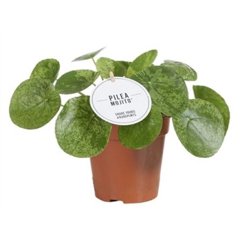 Пилея Mojito d13 см h20 см