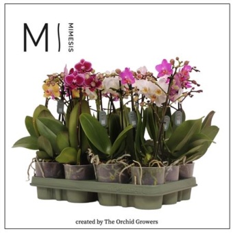 Фаленопсис 2 ствола Mini Mix d9 см h32 см