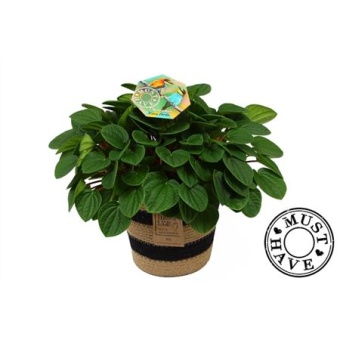 Пеперомия Rana Verde In Basket Must have d17 см h32 см