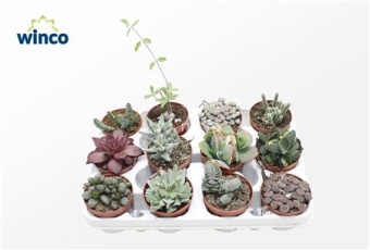 Суккуленты микс (exclusive) d8.5 см h15 см