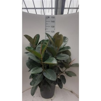 Фикус Эластика Робуста 3 ствола d35 см h120 см