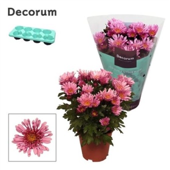 Хризантема Анемона Розовый(decorum) d13 см h25 см