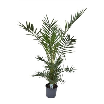 Финик канарский d21 см h150 см