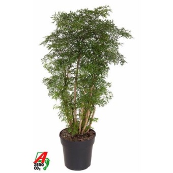 Полисциас Ming Branched d27 см h110 см