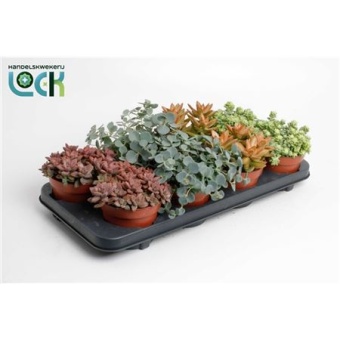 Седум микс d12 см h15 см