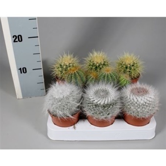 Кактусы микс d8.5 см h5 см