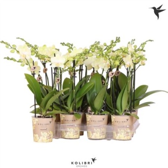 Фаленопсис Little Kolibri 2st New Yellow 22+ d9 см h40 см